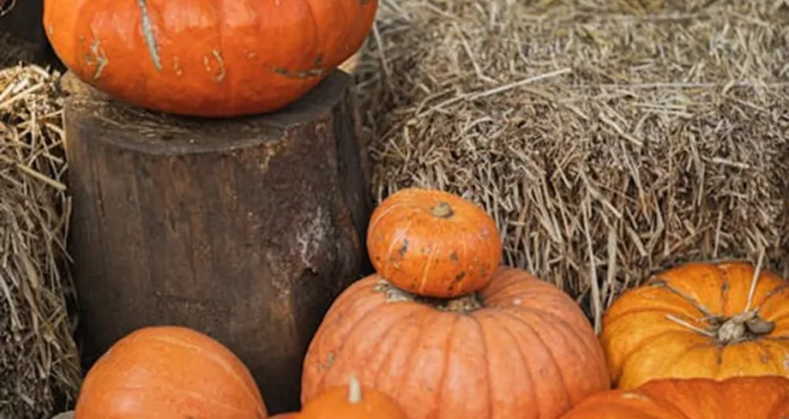 Organic farms avoid toxic inputs, improve soil health, grow clean, sustainable food that supports nature.